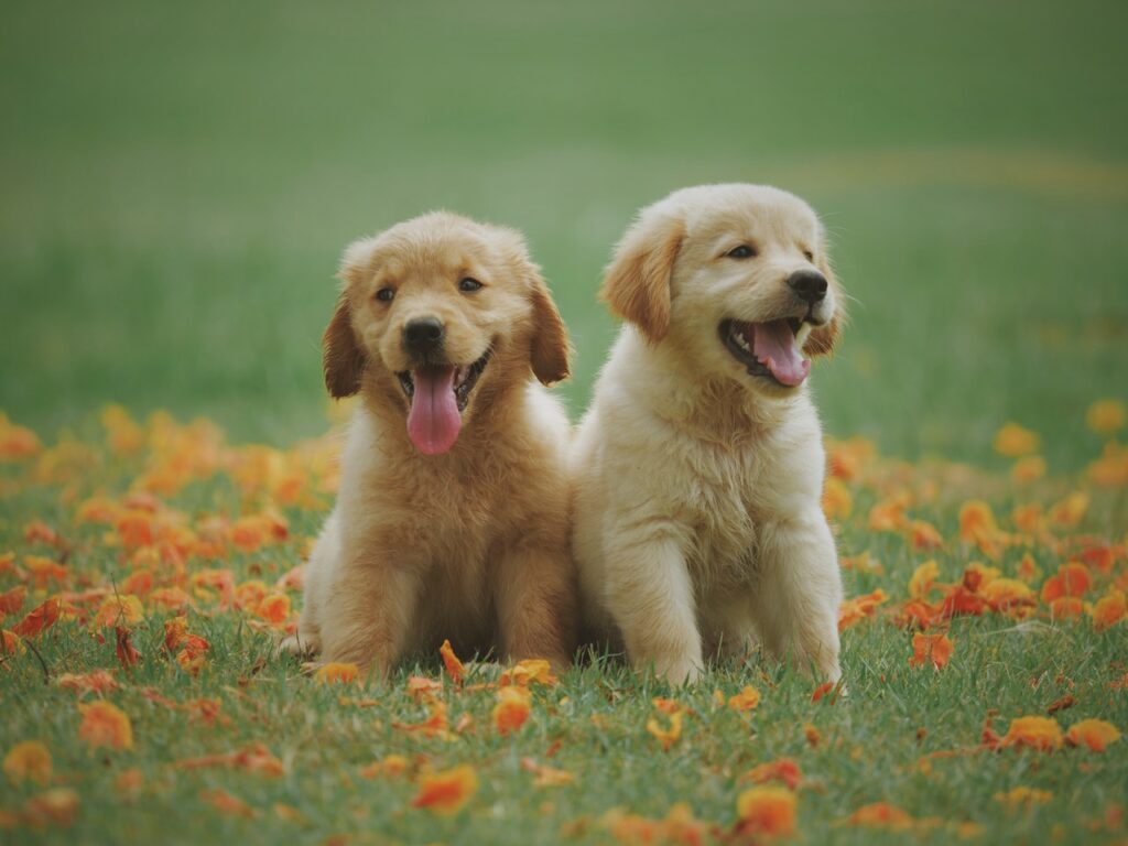 Two golden retriever puppies sit on green grass with scattered orange flowers, both looking happy with their tongues out. The background is a blurred green field.