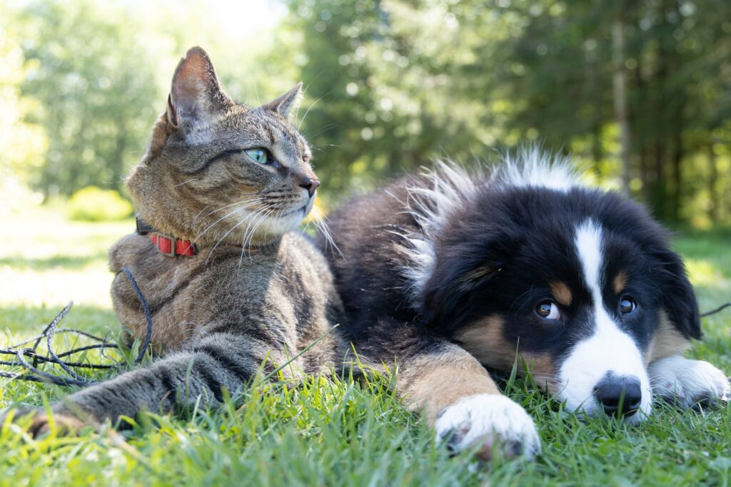 A tabby cat with a red collar sits beside a black, white, and tan puppy lying on green grass, both looking to the left, with sunlight and trees in the background.
