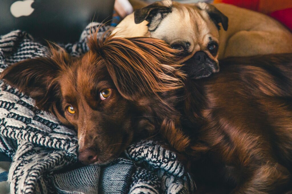 A brown dog lays on a cozy, patterned blanket while a small tan pug rests its head on the brown dog’s neck. Both dogs look relaxed and comfortable together.