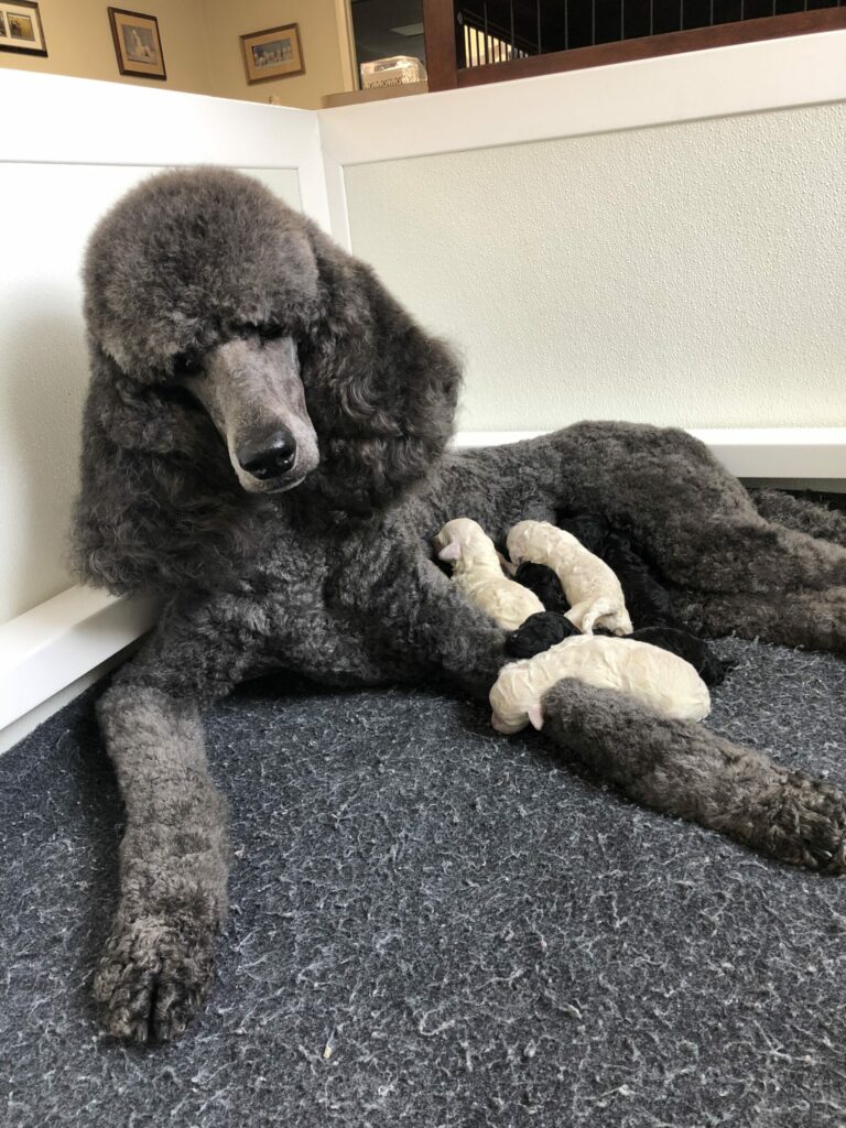 A large gray poodle lies on a dark carpet in a white whelping box, nursing several small, light-colored puppies nestled close to her belly.