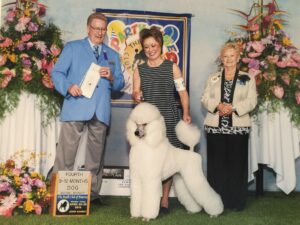 Show quality standard poodles best sale for sale