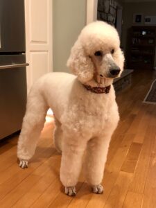 White best sale poodle standard