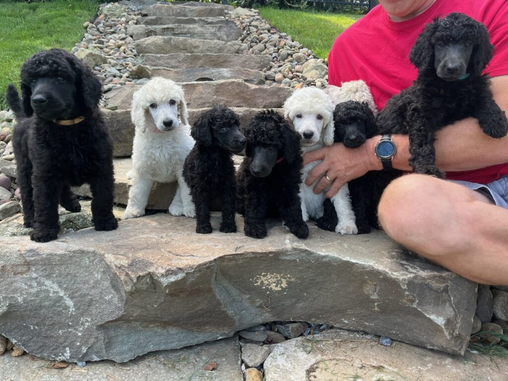 Seven poodle puppies, some black and some white, sit on stone steps outdoors. A person in a red shirt with a watch on their wrist is sitting nearby, holding one of the puppies.