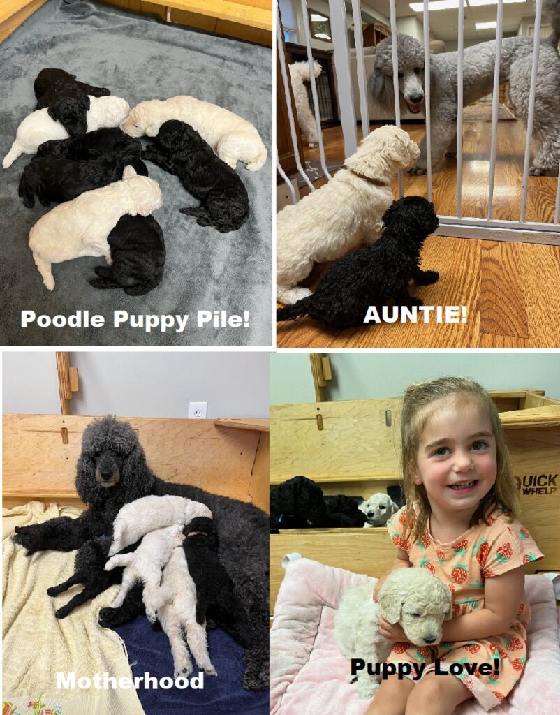 A collage of four photos: poodle puppies cuddling, puppies looking through a gate at an adult poodle, a mother poodle nursing puppies, and a young girl holding a puppy, smiling. Text labels:
