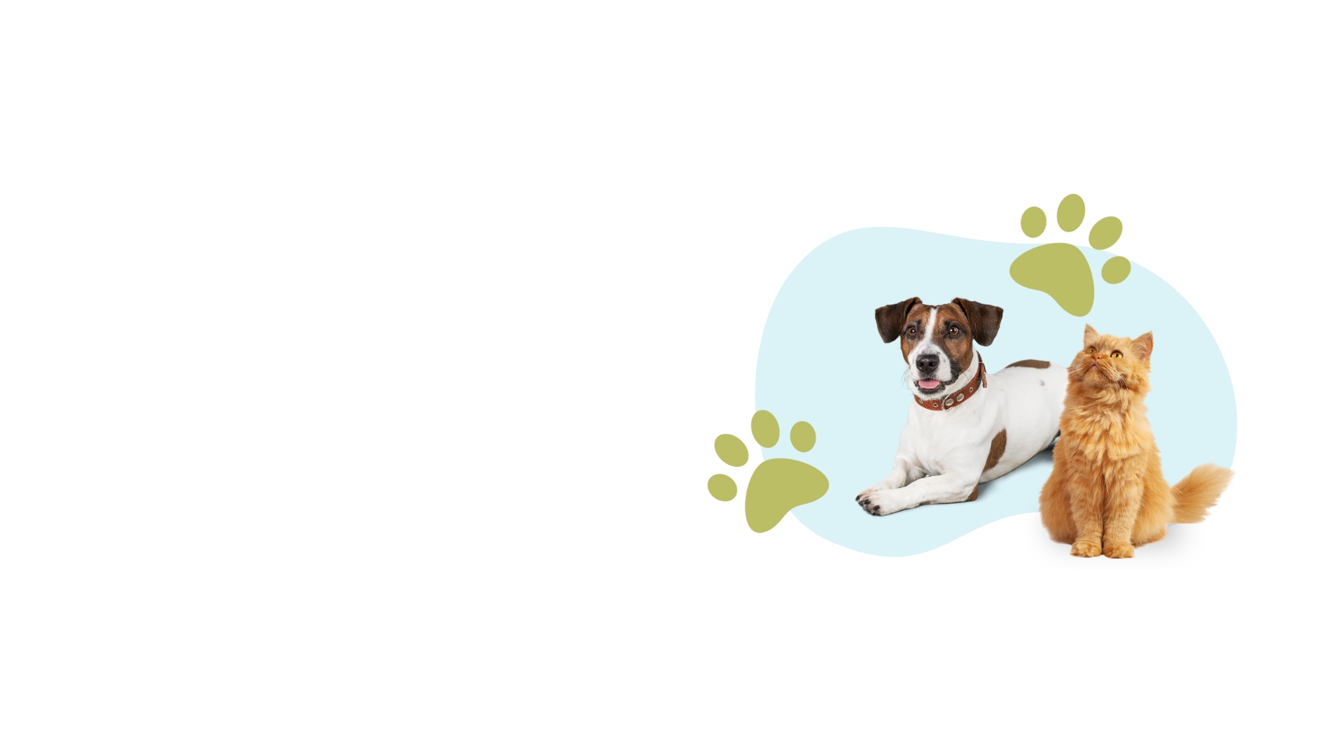 A brown and white dog lying next to a fluffy orange cat on a light blue shape, with two green paw prints nearby, all on a white background.