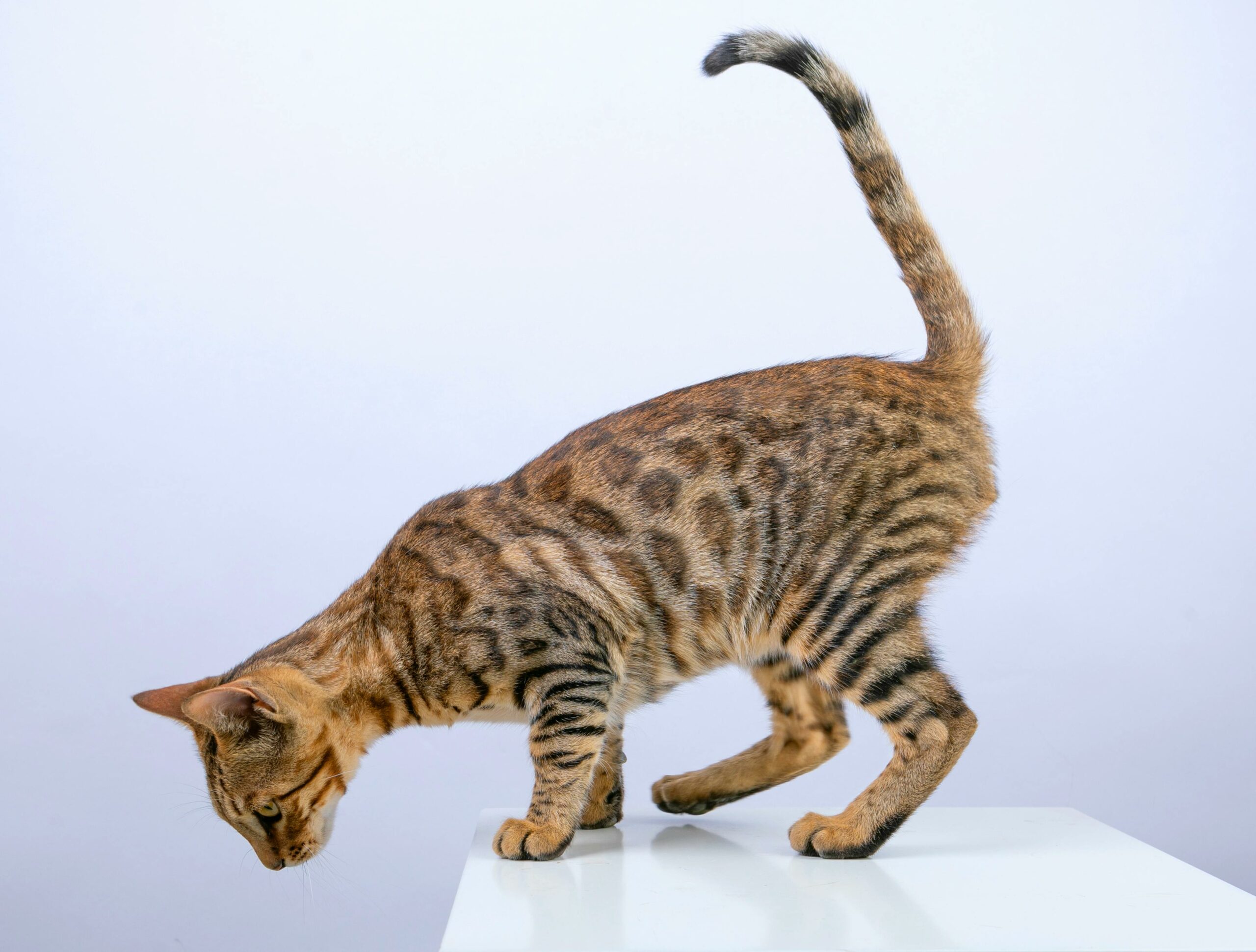 A Bengal cat with a spotted and striped coat stands on a white surface, leaning forward with its tail raised and head lowered, appearing to look over the edge. The background is plain and light-colored.