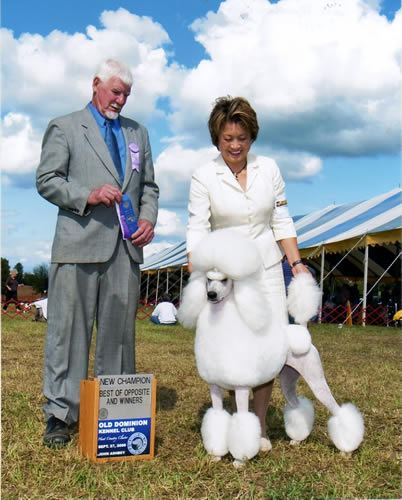 A well-groomed white poodle stands with a woman in a white suit and a man in a gray suit holding a ribbon at an outdoor dog show. A sign reads “Best of Opposite and Winners.” A large tent and blue sky are in the background.