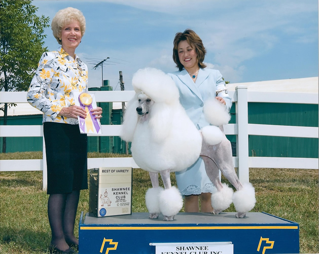 Two women stand outside with a white poodle on a platform. One woman holds a purple ribbon, and a sign reads "Best of Variety" at the Shawnee Kennel Club dog show. The poodle is groomed and posed.