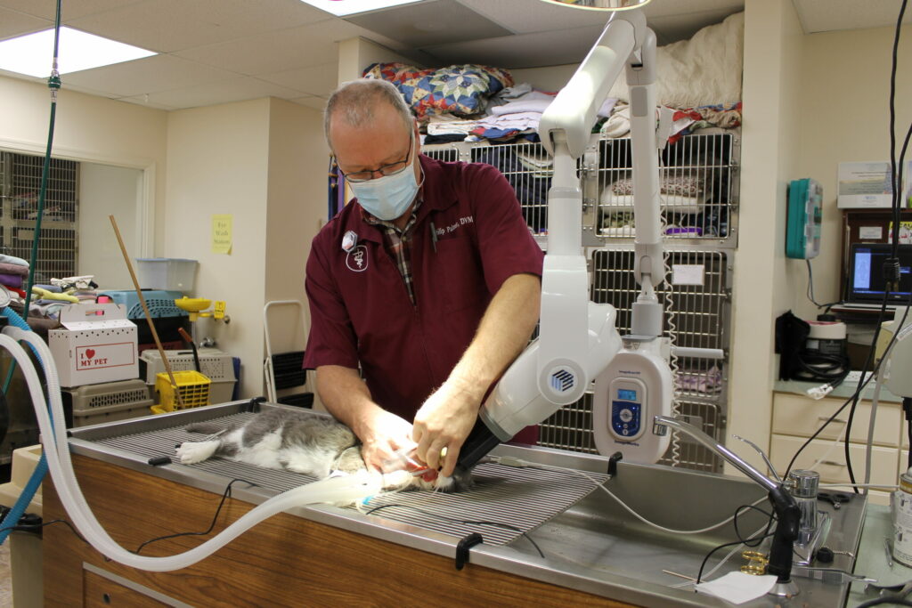 A veterinarian wearing a mask and maroon scrubs prepares a cat for a procedure on a table with medical equipment in a veterinary clinic. The cat lies on its side, connected to anesthesia tubing.