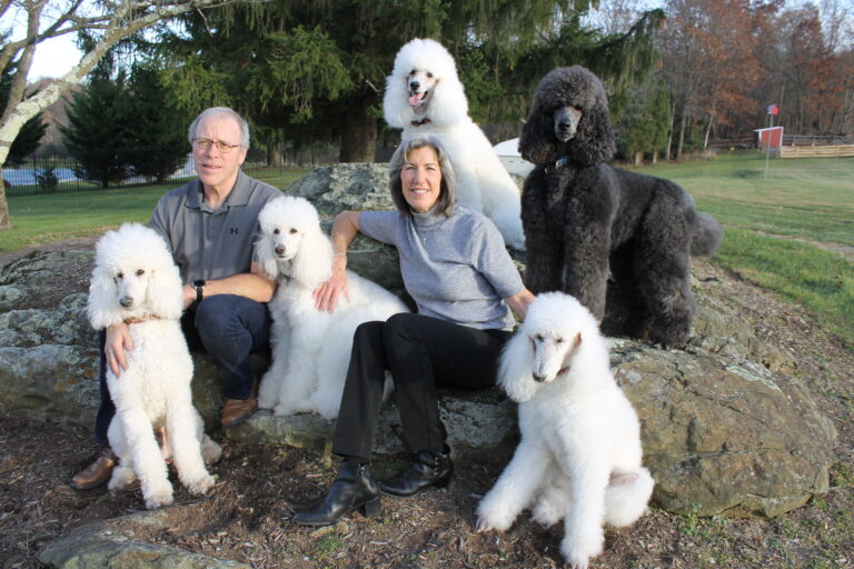 A man and woman sit on large rocks outdoors, surrounded by five standard poodles—four white and one black. Trees, grass, and a wooden fence are visible in the background.