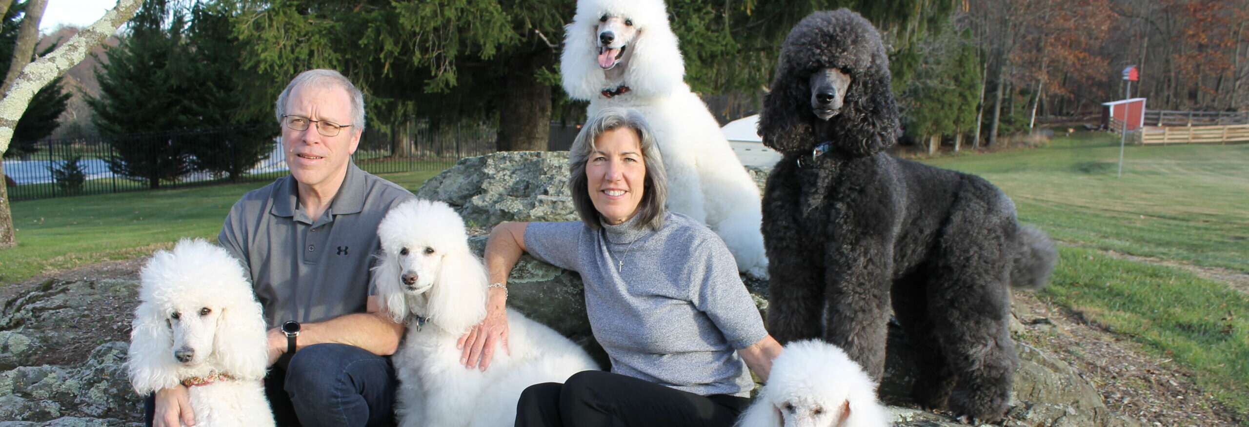A man and a woman sitting on large rocks outdoors, surrounded by five standard poodles—four white and one black—with trees and grass in the background.