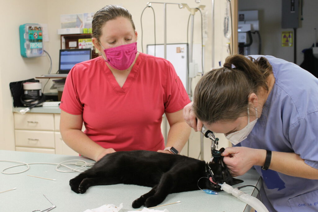 Two veterinarians in masks examine a black cat lying on an exam table. One vet in blue scrubs uses an instrument to check the cat’s mouth while the other in pink scrubs observes, inside a veterinary clinic.