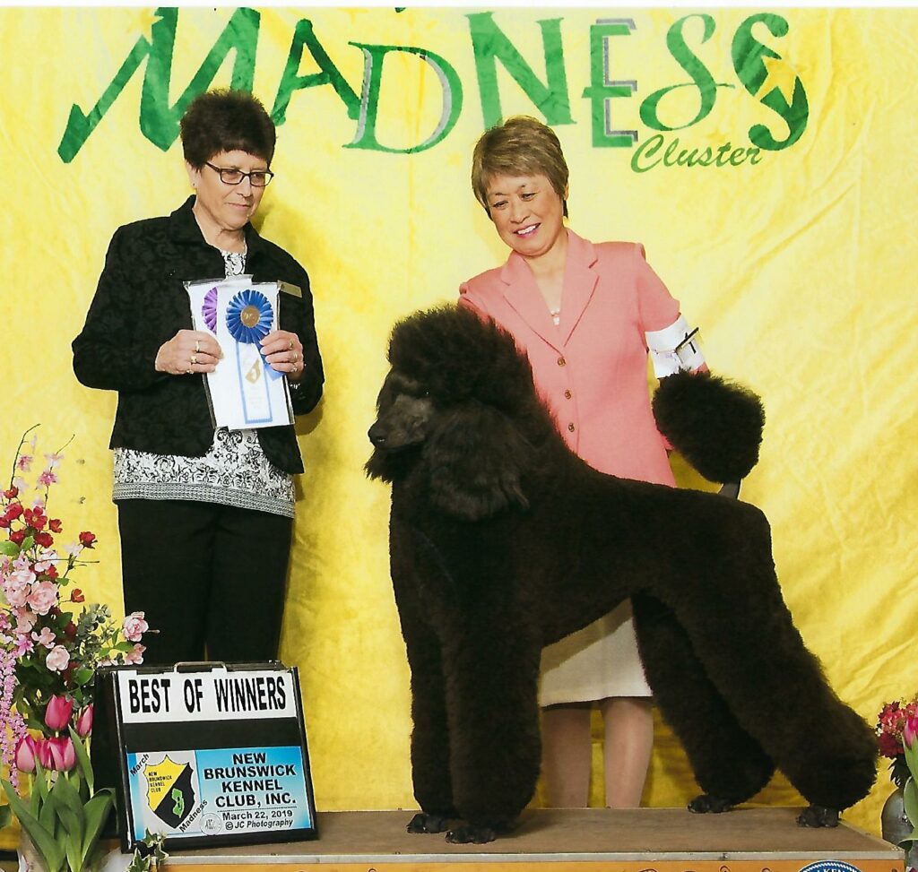 Two women stand with a large black poodle at a dog show. One woman holds a blue ribbon, and a sign reads "Best of Winners, New Brunswick Kennel Club." A yellow backdrop with "Madness Cluster" is behind them.