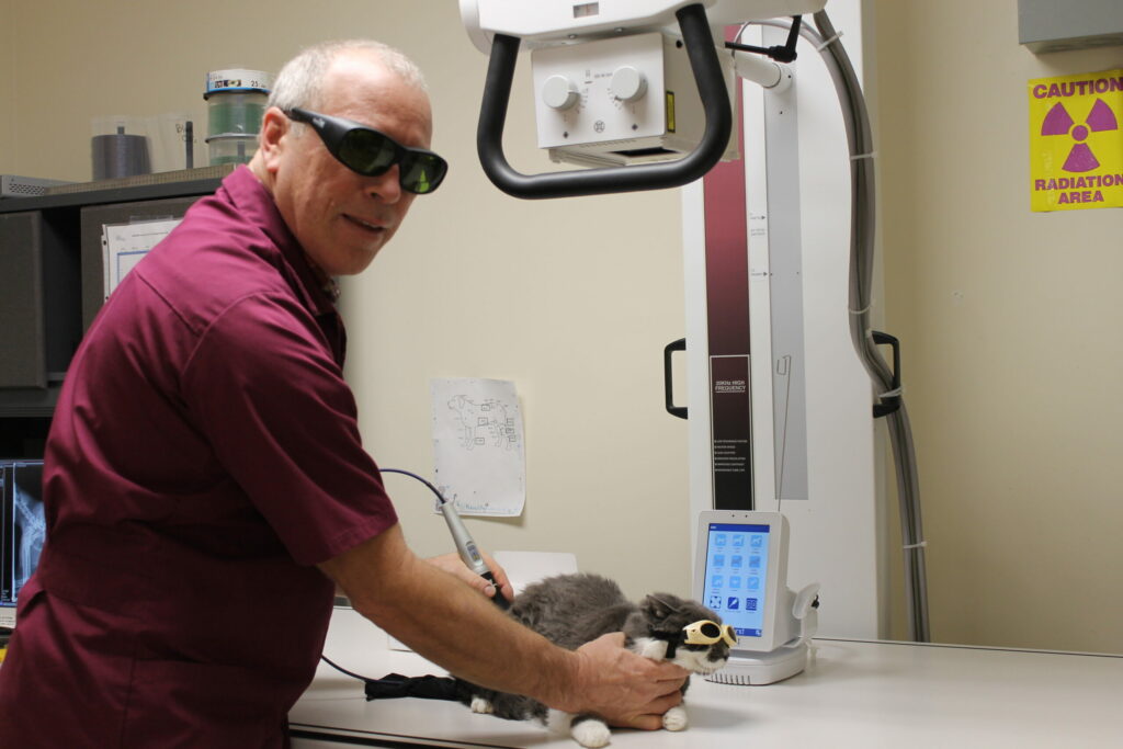 A veterinarian in protective glasses prepares a gray and white cat, also wearing eye protection, for an X-ray or laser procedure in a veterinary clinic. Equipment and a radiation caution sign are visible in the room.