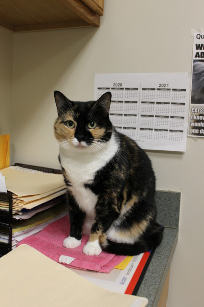 A calico cat with black, orange, and white fur sits on a desk covered with papers in an office, with a wall calendar and a poster visible in the background.
