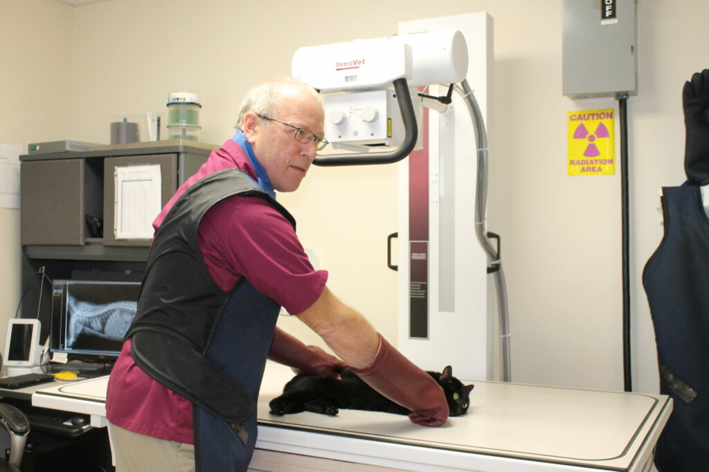 A veterinarian wearing protective gear holds a black cat on an X-ray table in a veterinary clinic, with an X-ray machine and a "Caution: Radiation Area" sign visible in the background.
