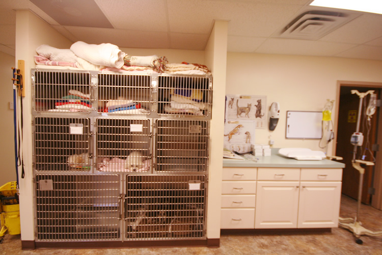 A veterinary clinic room with metal cages containing blankets and towels on the left, and a counter with medical equipment, cabinets, and animal posters on the wall to the right.