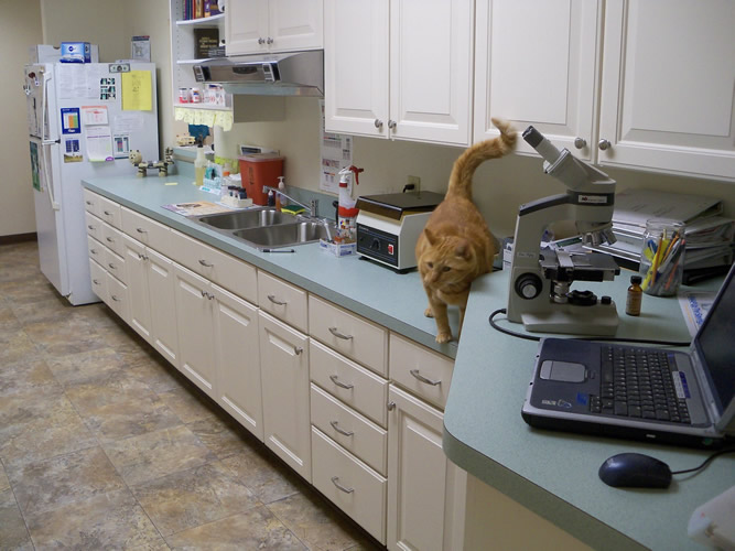 A ginger cat walks on a countertop in a clean, bright laboratory or clinic with white cabinets, a sink, a microscope, a laptop, and various lab equipment.