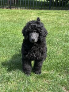 A black poodle with curly fur stands on green grass in a sunny yard, with a black metal fence and trees in the background.