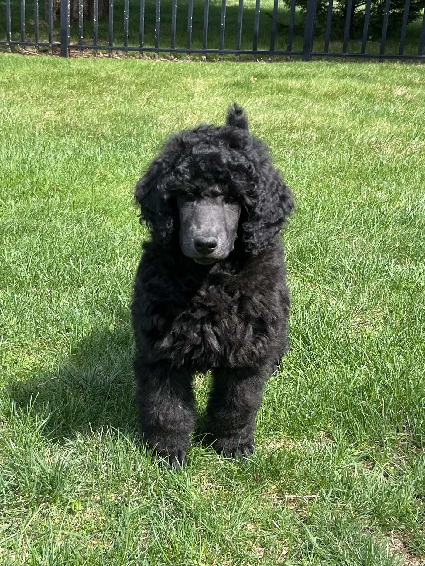 A black poodle with curly fur stands on green grass in a sunny yard, with a black metal fence and trees in the background.