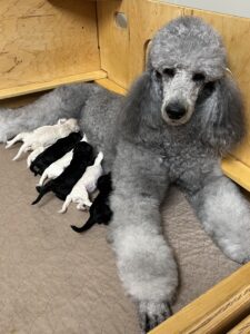 A gray poodle lies in a wooden whelping box, nursing a litter of small, newborn puppies with mixed black and white fur. The mother looks calmly at the camera.